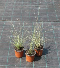 Miscanthus sinensis 'Morning Light'